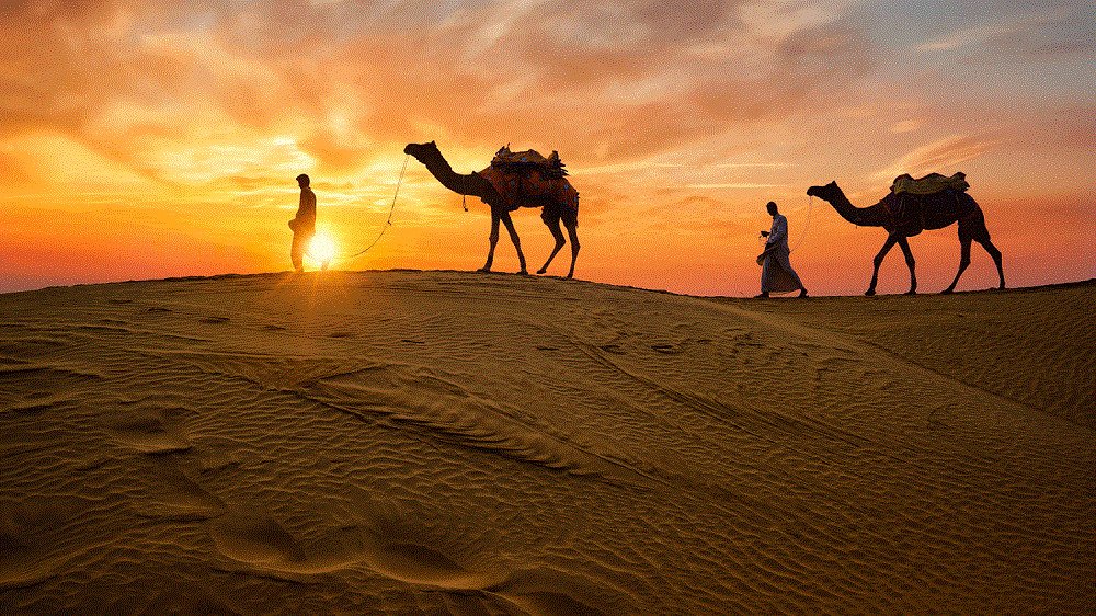 rajasthan-camelss